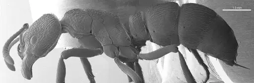 Pseudoneoponera porcata specimen