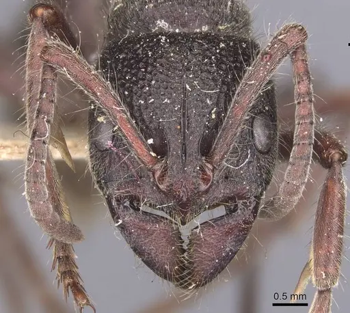 Pseudoneoponera regularis specimen