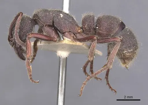 Pseudoneoponera regularis specimen