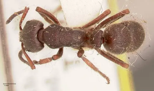 Pseudoneoponera regularis - FOCOL0956