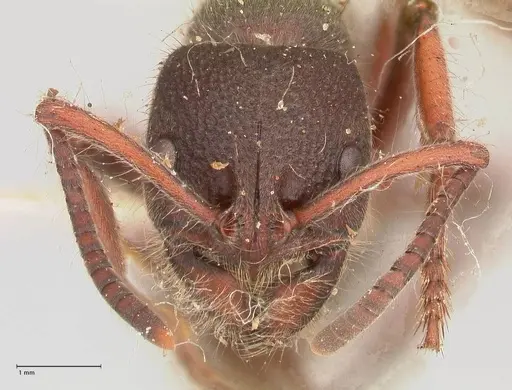 Pseudoneoponera regularis - FOCOL0956