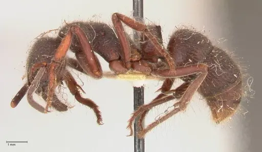 Pseudoneoponera regularis - FOCOL0956