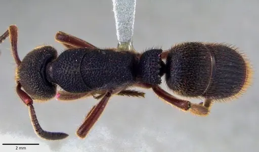 Pseudoneoponera rufipes specimen