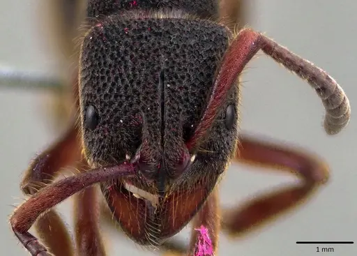 Pseudoneoponera rufipes specimen