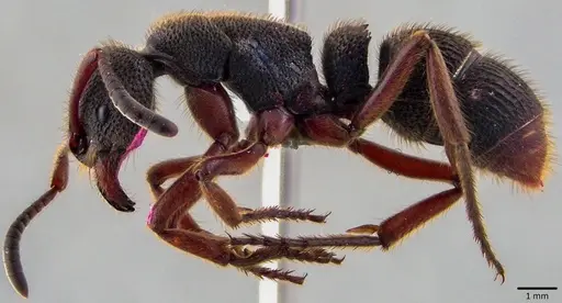 Pseudoneoponera rufipes specimen