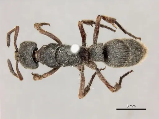 Pseudoneoponera rufipes - CASENT0217566
