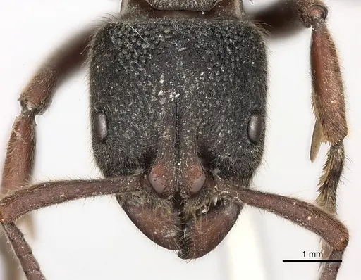 Pseudoneoponera rufipes - CASENT0217566