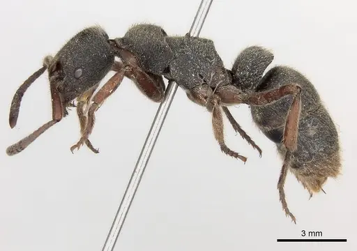 Pseudoneoponera rufipes - CASENT0217566