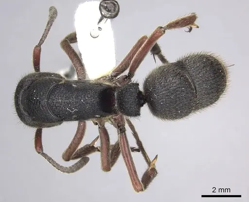 Pseudoneoponera rufipes - CASENT0249191