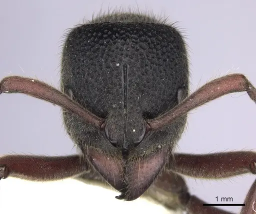 Pseudoneoponera rufipes - CASENT0249191