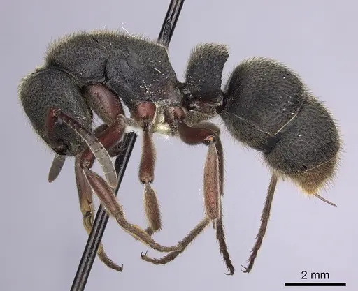 Pseudoneoponera rufipes - CASENT0249191
