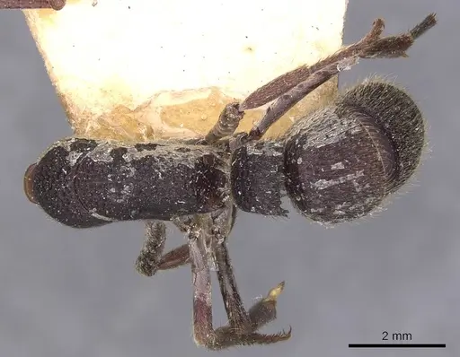 Pseudoneoponera rufipes - CASENT0907254