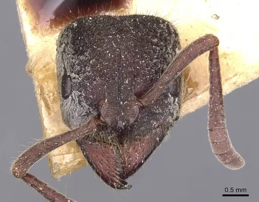 Pseudoneoponera rufipes - CASENT0907254