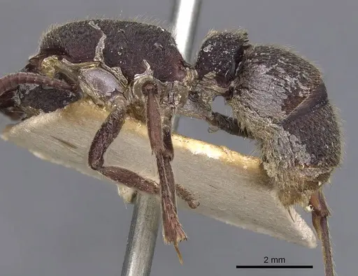 Pseudoneoponera rufipes - CASENT0907254