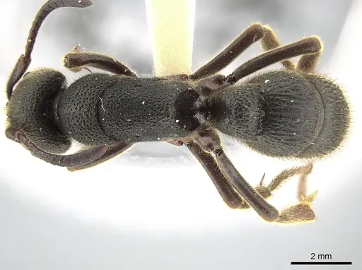 Pseudoneoponera rufipes - ZRC