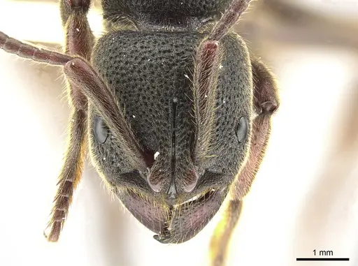 Pseudoneoponera rufipes - ZRC