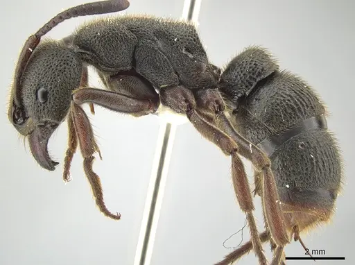 Pseudoneoponera rufipes - ZRC