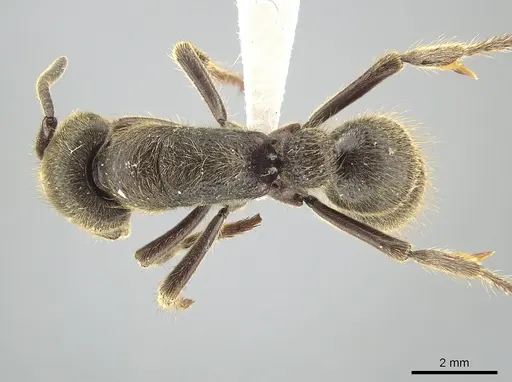 Pseudoneoponera sandakana specimen