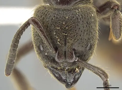 Pseudoneoponera sandakana specimen