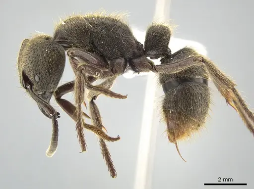 Pseudoneoponera sandakana specimen
