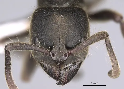 Pseudoneoponera sublaevis specimen