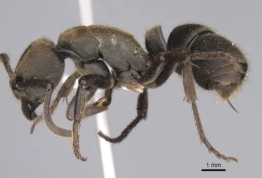 Pseudoneoponera sublaevis specimen