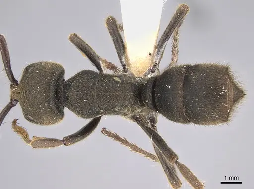 Pseudoneoponera sublaevis - CASENT0887834