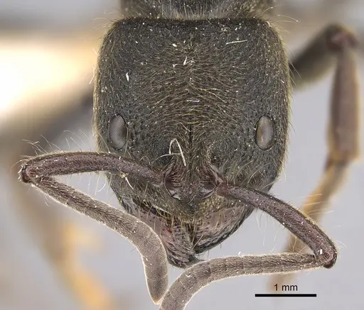 Pseudoneoponera sublaevis - CASENT0887834