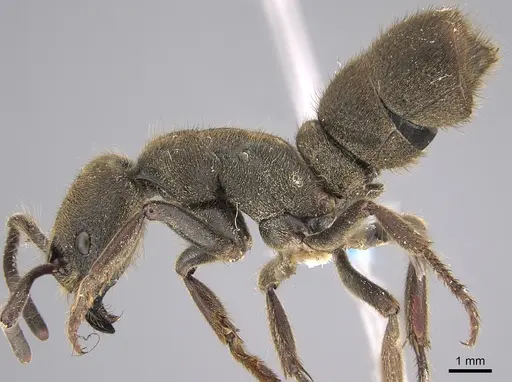 Pseudoneoponera sublaevis - CASENT0887834