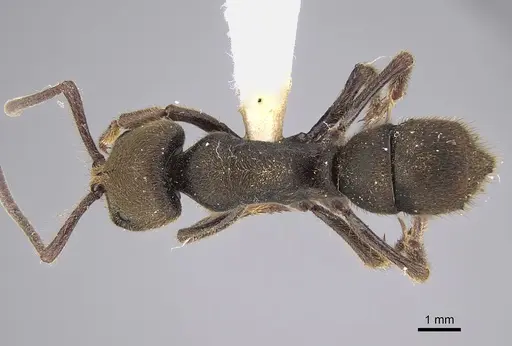 Pseudoneoponera sublaevis - CASENT0887835