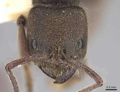 Pseudoneoponera sublaevis - CASENT0887835