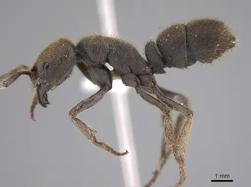 Pseudoneoponera sublaevis - CASENT0887835