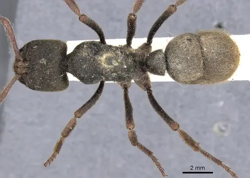 Pseudoneoponera sublaevis - CASENT0901977