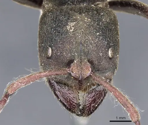 Pseudoneoponera sublaevis - CASENT0901977