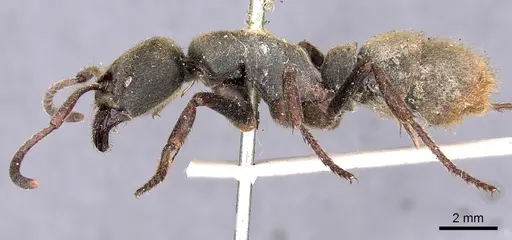 Pseudoneoponera sublaevis - CASENT0901977