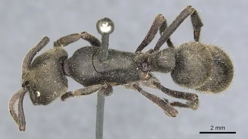 Pseudoneoponera sublaevis - CASENT0903892