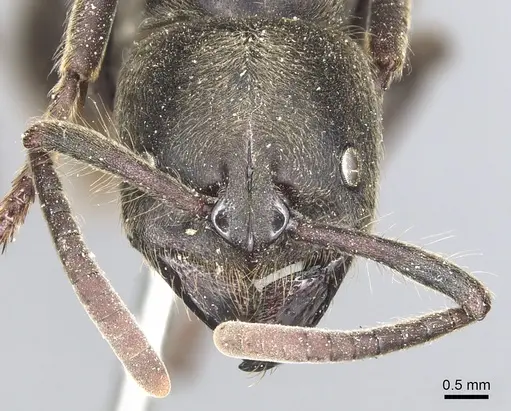 Pseudoneoponera sublaevis - CASENT0903892