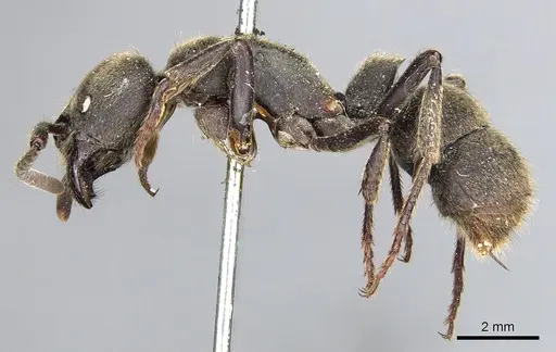 Pseudoneoponera sublaevis - CASENT0903892