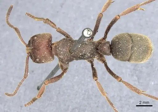 Pseudoneoponera sublaevis - CASENT0903893