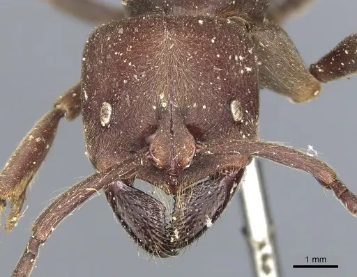 Pseudoneoponera sublaevis - CASENT0903893