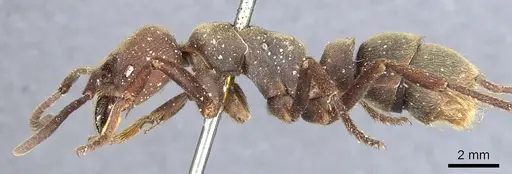 Pseudoneoponera sublaevis - CASENT0903893