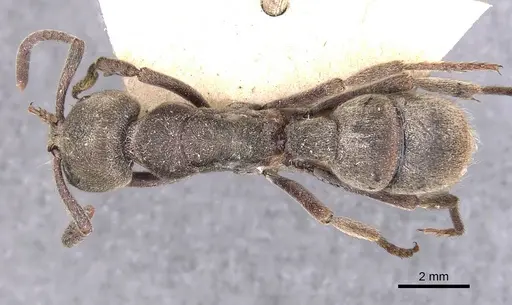 Pseudoneoponera sublaevis - CASENT0907260