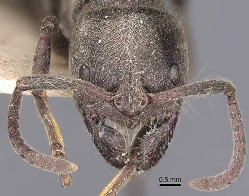 Pseudoneoponera sublaevis - CASENT0907260