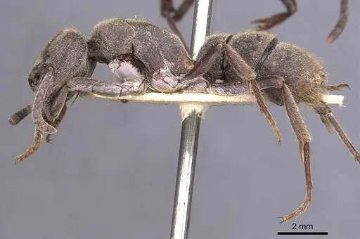 Pseudoneoponera sublaevis - CASENT0907260