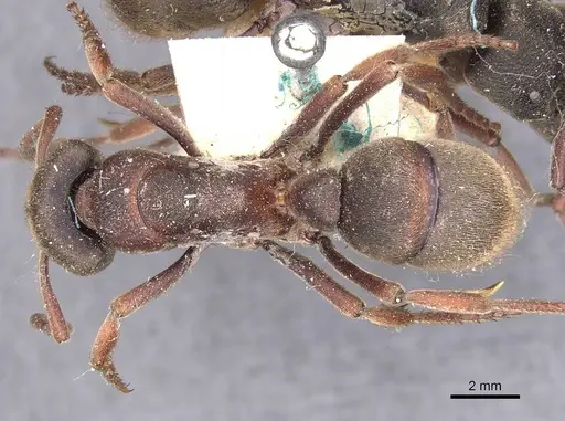 Pseudoneoponera sublaevis - CASENT0907261