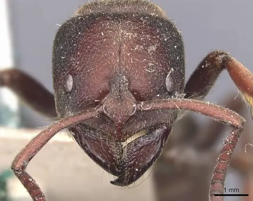 Pseudoneoponera sublaevis - CASENT0907261