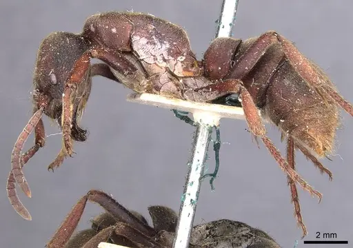 Pseudoneoponera sublaevis - CASENT0907261