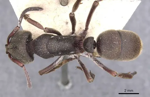 Pseudoneoponera sublaevis - CASENT0907262