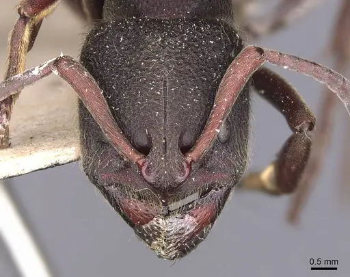 Pseudoneoponera sublaevis - CASENT0907262