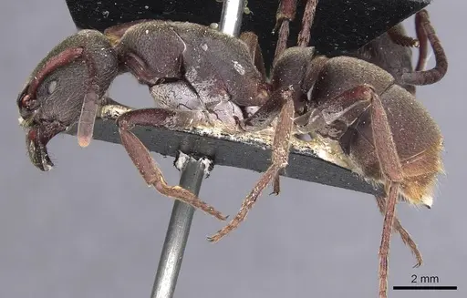 Pseudoneoponera sublaevis - CASENT0907262